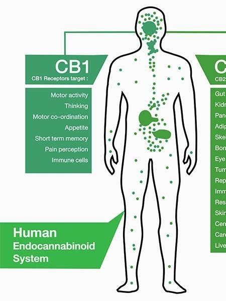 It's a Rogue World feat. "What is the Endocannabinoid System?" 3.31.25