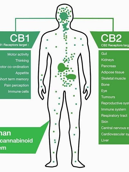 It's a Rogue World feat. "What is the Endocannabinoid System?" 3.31.25