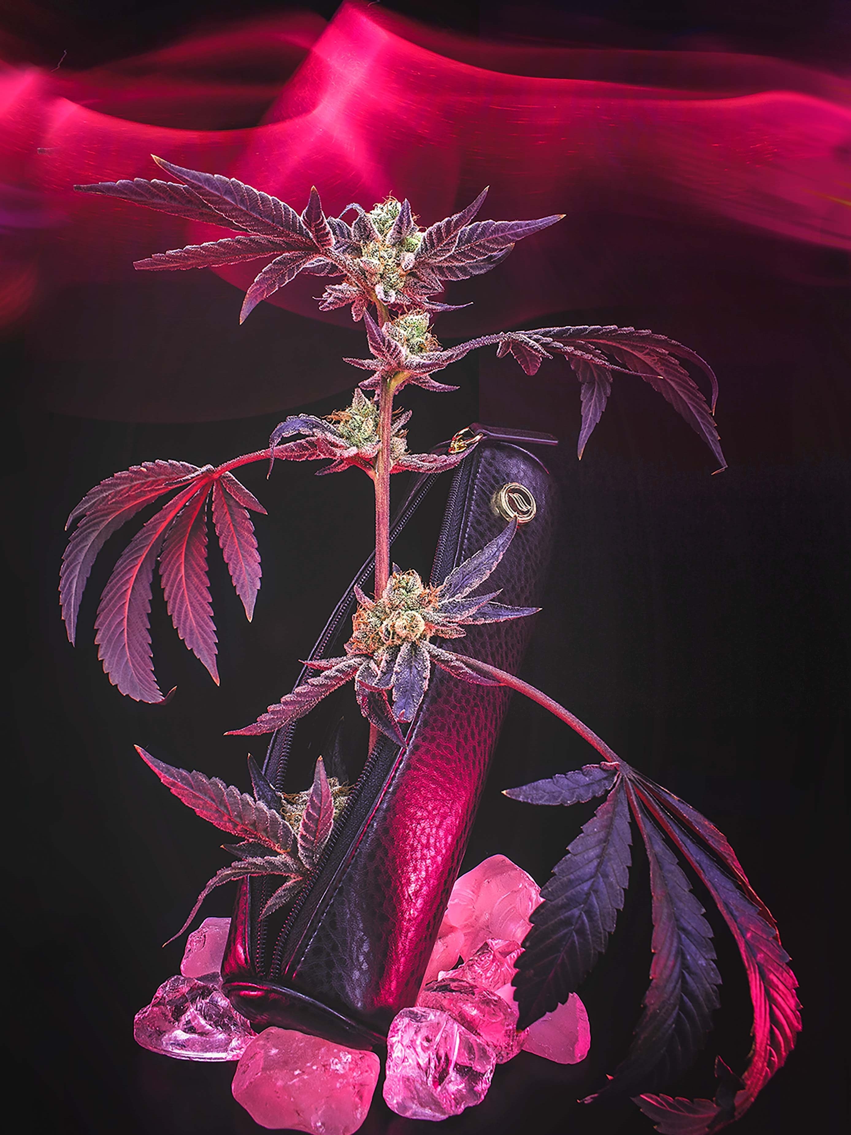 How to Shop for Cannabis Flower Like a Connoisseur 🌿