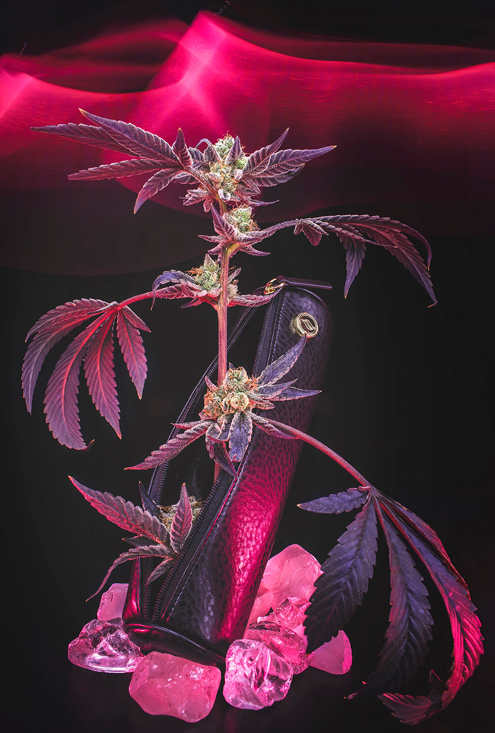 Rogue Paq Ritual Case with Cannabis Flower