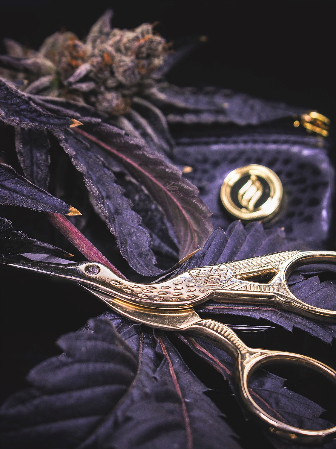 A lifestyle image of the crane scissors near a Paq and cannabis flower, showing their compact 3.5-inch scale. The light reflects off the polished gold surface, highlighting the tool's dual role as a functional smoking accessory and a piece of artistic décor.